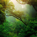 a tree in a forest
