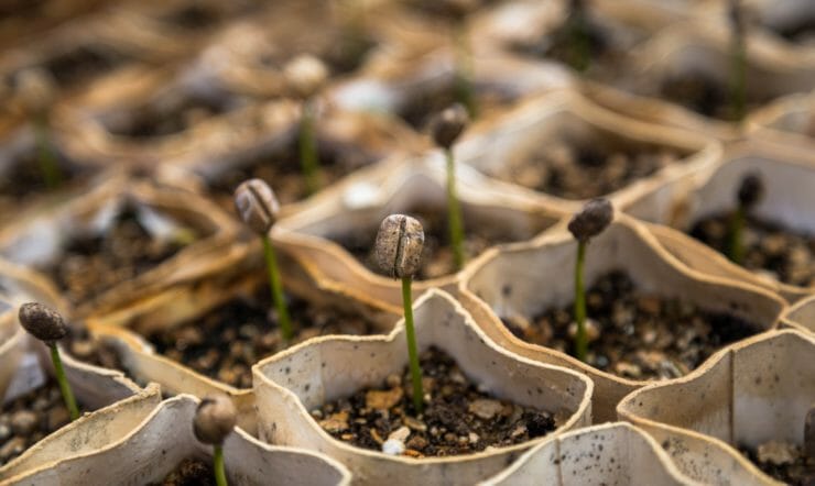 growing-plants- agriculture - sustainability